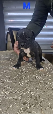 Pit blue is worn by Puppies Pitbull Terier, 2 Months - city of Izvun Bulgaria | Dogs - снимка 5