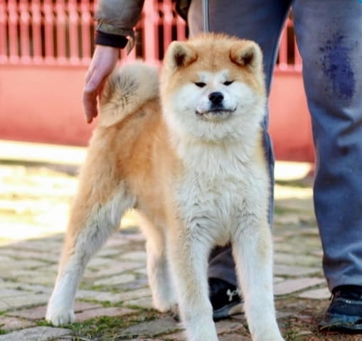 Aкита ину кученца Akita, 6 Months - city of Izvun Bulgaria | Dogs - снимка 1