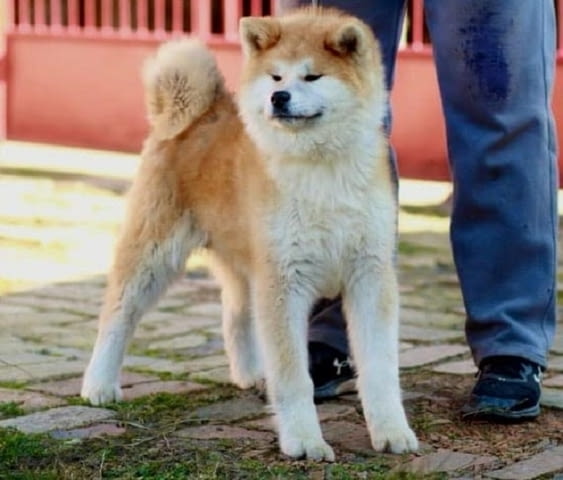 Aкита ину кученца Akita, 6 Months - city of Izvun Bulgaria | Dogs - снимка 2