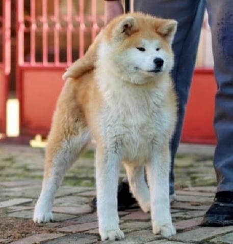 Aкита ину кученца Akita, 6 Months - city of Izvun Bulgaria | Dogs - снимка 4