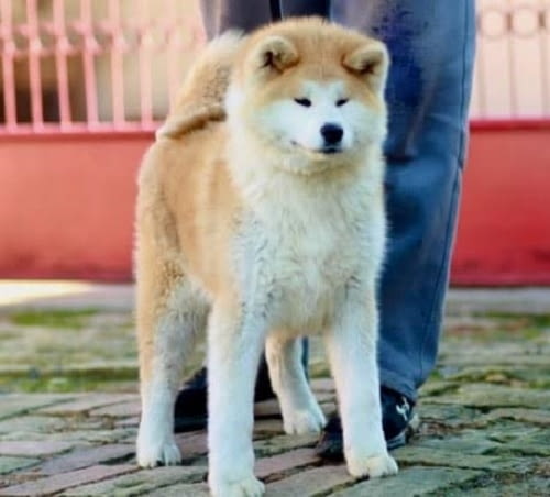 Aкита ину кученца Akita, 6 Months - city of Izvun Bulgaria | Dogs - снимка 5