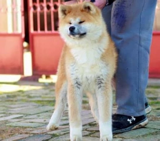 Aкита ину кученца Akita, 6 Months - city of Izvun Bulgaria | Dogs - снимка 7