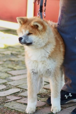 Aкита ину кученца Akita, 6 Months - city of Izvun Bulgaria | Dogs - снимка 8