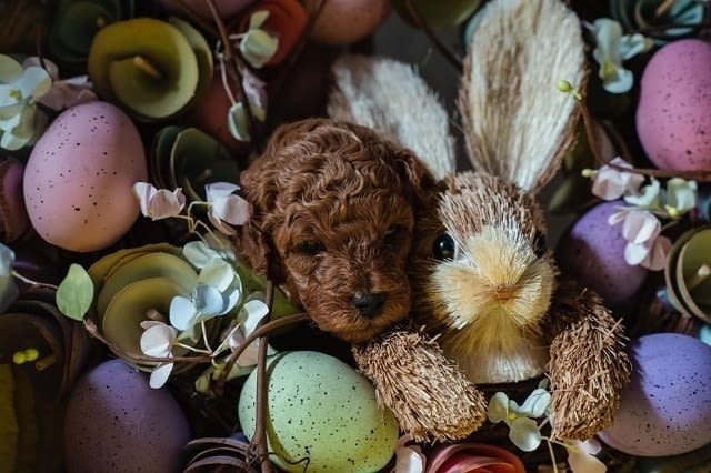 Червено джудже и играчки пудели за продажба Пудел той, 2 месеца, Ваксинирано - Да - град Извън България | Кучета - снимка 1