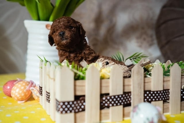 Червено джудже и играчки пудели за продажба Пудел той, 2 месеца, Ваксинирано - Да - град Извън България | Кучета - снимка 2