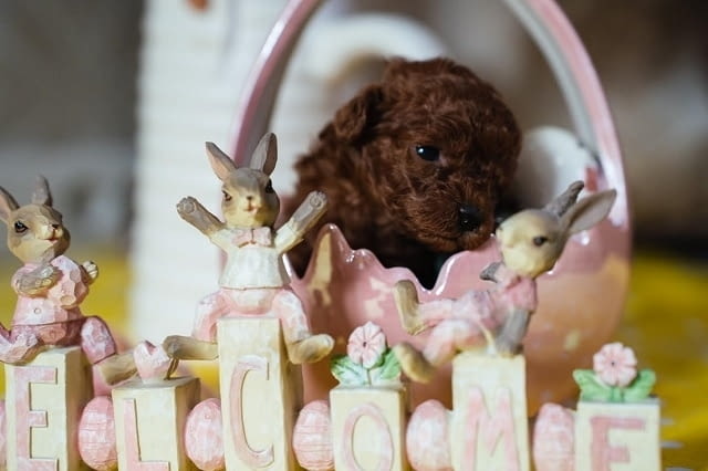 Червено джудже и играчки пудели за продажба Пудел той, 2 месеца, Ваксинирано - Да - град Извън България | Кучета - снимка 3