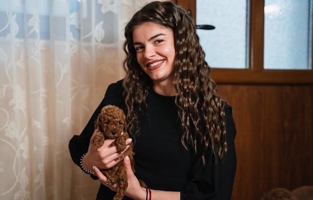 Червено джудже и играчки пудели за продажба Пудел той, 2 месеца, Ваксинирано - Да - град Извън България | Кучета - снимка 4