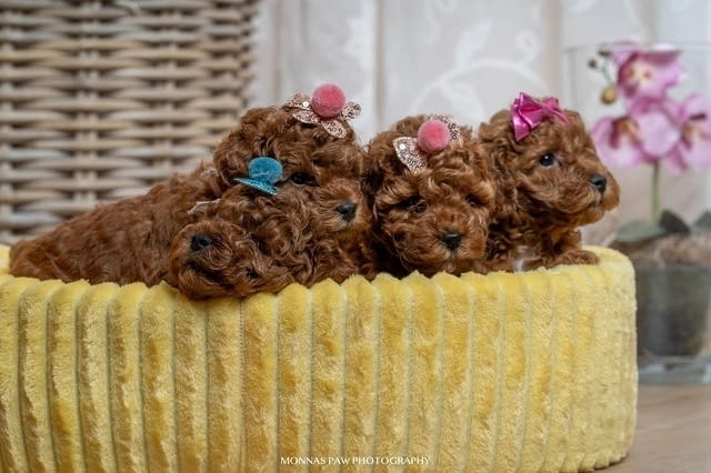 Червено джудже и играчки пудели за продажба Пудел той, 2 месеца, Ваксинирано - Да - град Извън България | Кучета - снимка 5