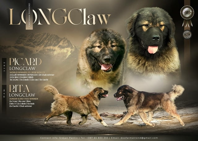 Кавказка овчарка – прекрасни кученца Caucasian shepherd, Vaccinated - Yes, Dewormed - Yes - city of Izvun Bulgaria | Dogs - снимка 1