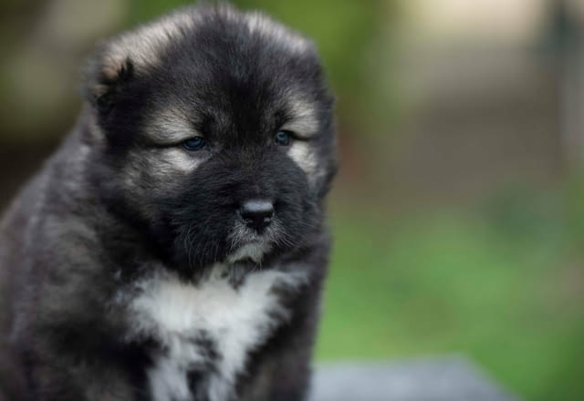 Кавказка овчарка – прекрасни кученца Caucasian shepherd, Vaccinated - Yes, Dewormed - Yes - city of Izvun Bulgaria | Dogs - снимка 2