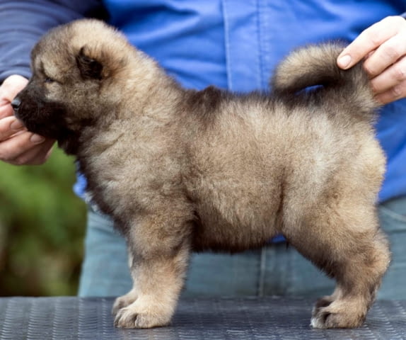 Кавказка овчарка – прекрасни кученца Caucasian shepherd, Vaccinated - Yes, Dewormed - Yes - city of Izvun Bulgaria | Dogs - снимка 3