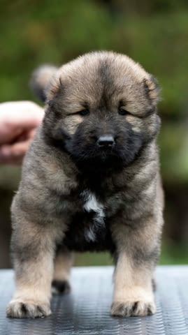 Кавказка овчарка – прекрасни кученца Caucasian shepherd, Vaccinated - Yes, Dewormed - Yes - city of Izvun Bulgaria | Dogs - снимка 4