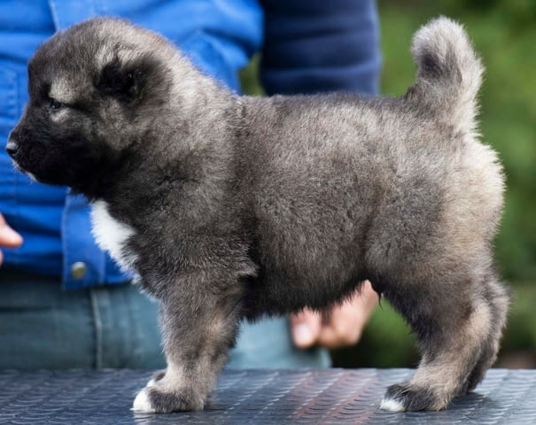 Кавказка овчарка – прекрасни кученца Caucasian shepherd, Vaccinated - Yes, Dewormed - Yes - city of Izvun Bulgaria | Dogs - снимка 5