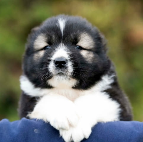 Кавказка овчарка – прекрасни кученца Caucasian shepherd, Vaccinated - Yes, Dewormed - Yes - city of Izvun Bulgaria | Dogs - снимка 6