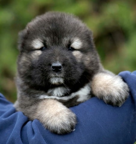 Кавказка овчарка – прекрасни кученца Caucasian shepherd, Vaccinated - Yes, Dewormed - Yes - city of Izvun Bulgaria | Dogs - снимка 7