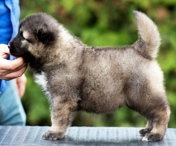 Кавказка овчарка – прекрасни кученца Caucasian shepherd, Vaccinated - Yes, Dewormed - Yes - city of Izvun Bulgaria | Dogs - снимка 8