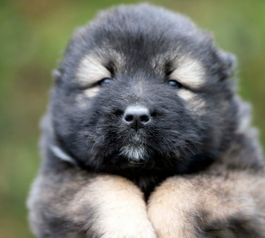 Кавказка овчарка – прекрасни кученца Caucasian shepherd, Vaccinated - Yes, Dewormed - Yes - city of Izvun Bulgaria | Dogs - снимка 9