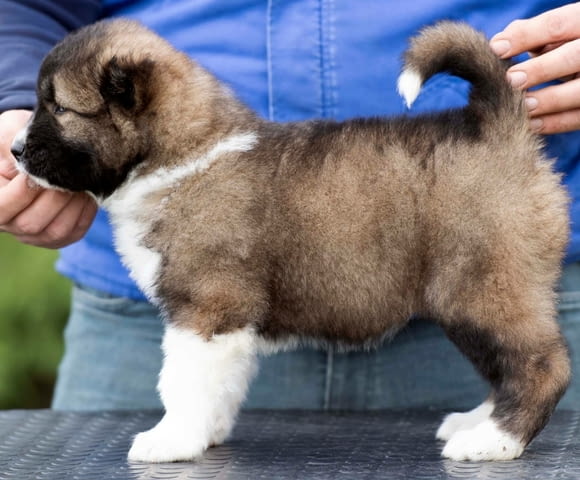 Кавказка овчарка – прекрасни кученца Caucasian shepherd, Vaccinated - Yes, Dewormed - Yes - city of Izvun Bulgaria | Dogs - снимка 10