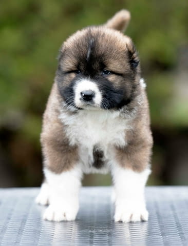 Кавказка овчарка – прекрасни кученца Caucasian shepherd, Vaccinated - Yes, Dewormed - Yes - city of Izvun Bulgaria | Dogs - снимка 11