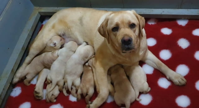 Лабрадор ретривър кученца Labrador Retriever, Vaccinated - Yes, Dewormed - Yes - city of Izvun Bulgaria | Dogs - снимка 1