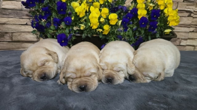 Лабрадор ретривър кученца Labrador Retriever, Vaccinated - Yes, Dewormed - Yes - city of Izvun Bulgaria | Dogs - снимка 2