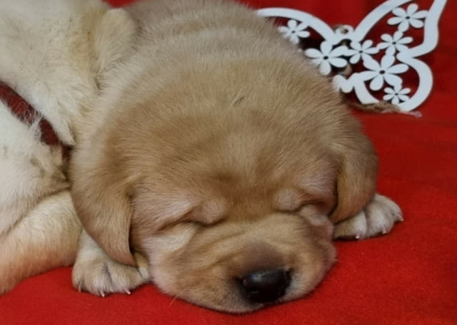 Лабрадор ретривър кученца Labrador Retriever, Vaccinated - Yes, Dewormed - Yes - city of Izvun Bulgaria | Dogs - снимка 3