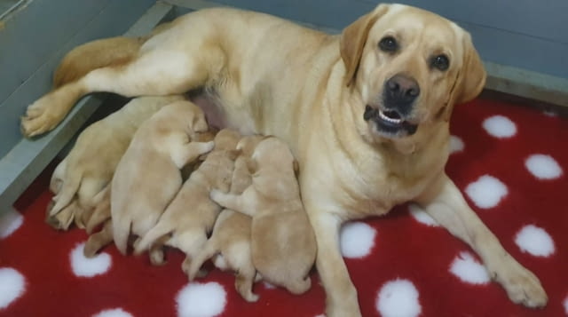 Лабрадор ретривър кученца Labrador Retriever, Vaccinated - Yes, Dewormed - Yes - city of Izvun Bulgaria | Dogs - снимка 4
