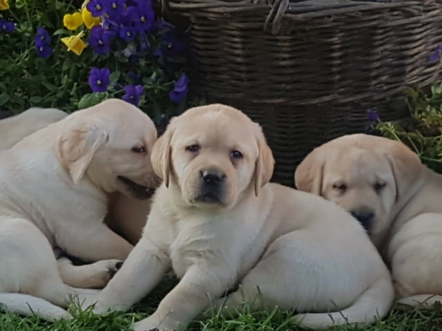 Лабрадор ретривър кученца Labrador Retriever, Vaccinated - Yes, Dewormed - Yes - city of Izvun Bulgaria | Dogs - снимка 5