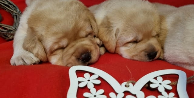 Лабрадор ретривър кученца Labrador Retriever, Vaccinated - Yes, Dewormed - Yes - city of Izvun Bulgaria | Dogs - снимка 6