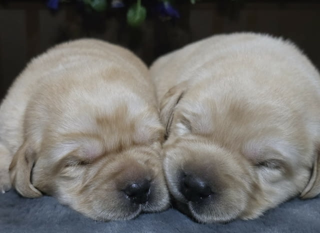 Лабрадор ретривър кученца Labrador Retriever, Vaccinated - Yes, Dewormed - Yes - city of Izvun Bulgaria | Dogs - снимка 7