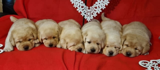 Лабрадор ретривър кученца Labrador Retriever, Vaccinated - Yes, Dewormed - Yes - city of Izvun Bulgaria | Dogs - снимка 8