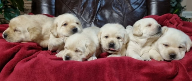 Лабрадор ретривър кученца Labrador Retriever, Vaccinated - Yes, Dewormed - Yes - city of Izvun Bulgaria | Dogs - снимка 9