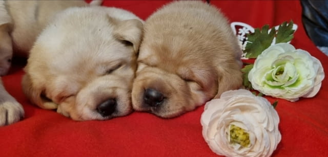 Лабрадор ретривър кученца Labrador Retriever, Vaccinated - Yes, Dewormed - Yes - city of Izvun Bulgaria | Dogs - снимка 10