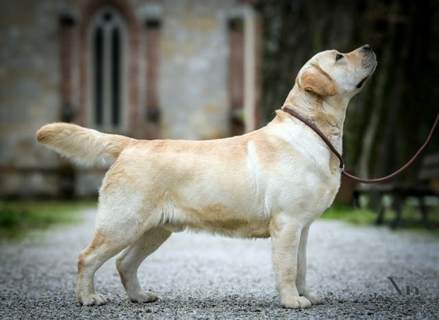 Лабрадор ретривър кученца Labrador Retriever, Vaccinated - Yes, Dewormed - Yes - city of Izvun Bulgaria | Dogs - снимка 11