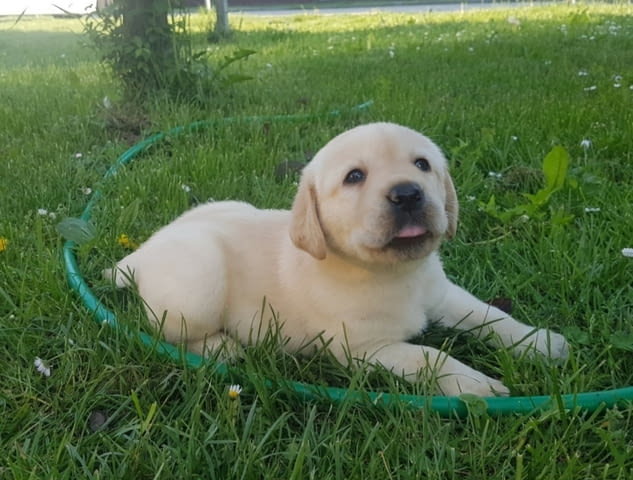Лабрадор ретривър кученца Labrador Retriever, Vaccinated - Yes, Dewormed - Yes - city of Izvun Bulgaria | Dogs - снимка 12