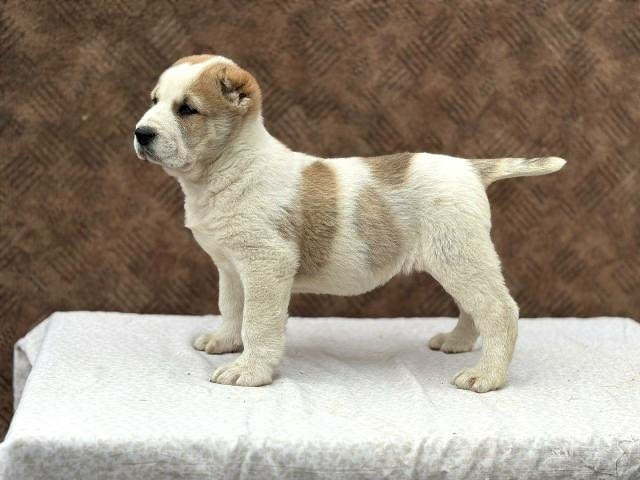 Кученца от средноазиатска овчарка Другa, Vaccinated - Yes - city of Sofia | Dogs - снимка 1