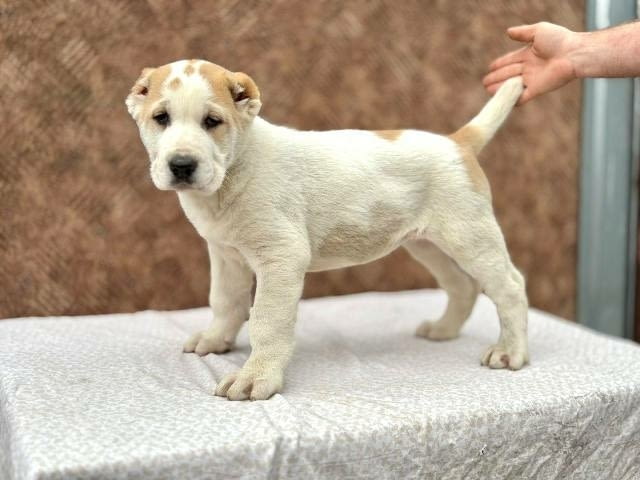 Кученца от средноазиатска овчарка Другa, Vaccinated - Yes - city of Sofia | Dogs - снимка 2