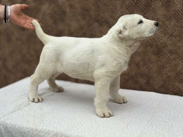 Кученца от средноазиатска овчарка Другa, Vaccinated - Yes - city of Sofia | Dogs - снимка 3