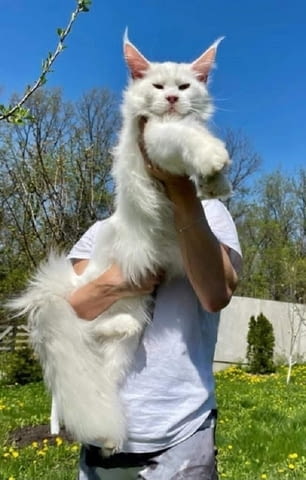 Мейн Куун котенца Maine-Coon, 1 Month - city of Izvun Bulgaria | Cats - снимка 1