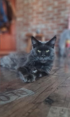 Мейн Куун котенца Maine-Coon, 1 Month - city of Izvun Bulgaria | Cats - снимка 2