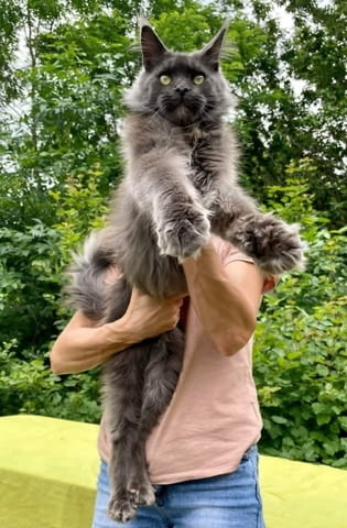 Мейн Куун котенца Maine-Coon, 1 Month - city of Izvun Bulgaria | Cats - снимка 3
