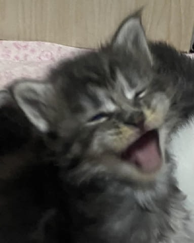 Мейн Куун котенца Maine-Coon, 1 Month - city of Izvun Bulgaria | Cats - снимка 4