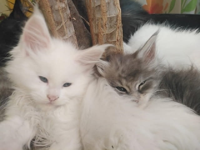 Мейн Куун котенца Maine-Coon, 1 Month - city of Izvun Bulgaria | Cats - снимка 6