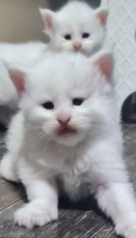 Мейн Куун котенца Maine-Coon, 1 Month - city of Izvun Bulgaria | Cats - снимка 7