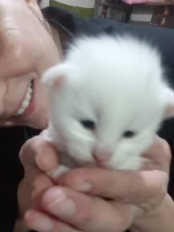 Мейн Куун котенца Maine-Coon, 1 Month - city of Izvun Bulgaria | Cats - снимка 8