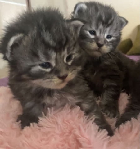 Мейн Куун котенца Maine-Coon, 1 Month - city of Izvun Bulgaria | Cats - снимка 9