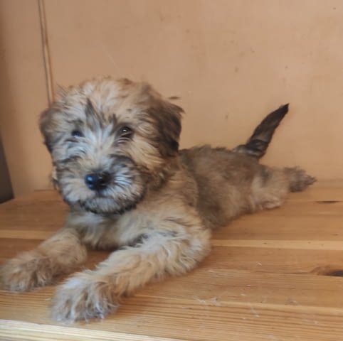 Ирландски пшенични териери Irish Terrier, 1 Month, Vaccinated - Yes - city of Pleven | Dogs - снимка 1