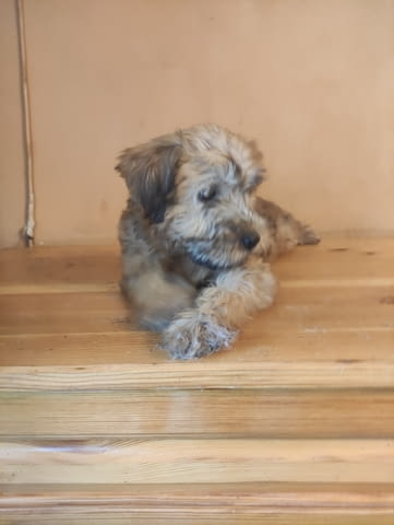 Ирландски пшенични териери Irish Terrier, 1 Month, Vaccinated - Yes - city of Pleven | Dogs - снимка 2