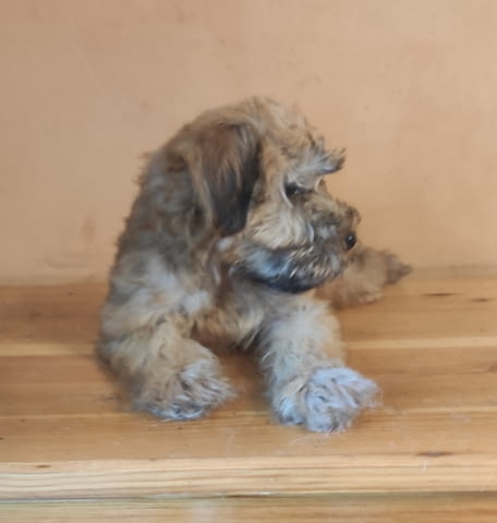 Ирландски пшенични териери Irish Terrier, 1 Month, Vaccinated - Yes - city of Pleven | Dogs - снимка 3