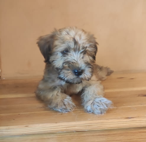 Ирландски пшенични териери Irish Terrier, 1 Month, Vaccinated - Yes - city of Pleven | Dogs - снимка 4